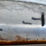 Hier kriechen die Raupen.