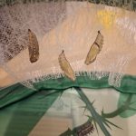 Die Raupen haben sich verpuppt