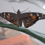 Der Distelfalter in voller Pracht